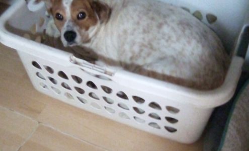 Christian Veterinary Hospital