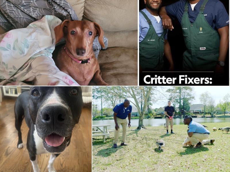 Critter Fixer Veterinary Hospital: Byron