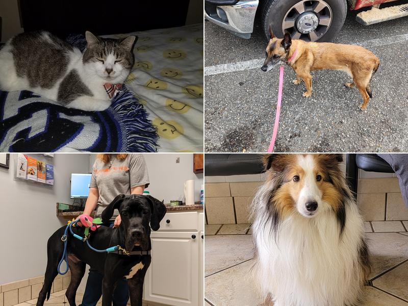 Smith Animal Hospital - Perry