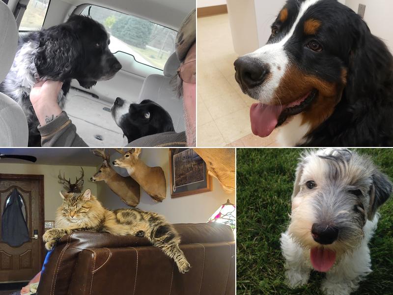 Willow Park Veterinary Clinic