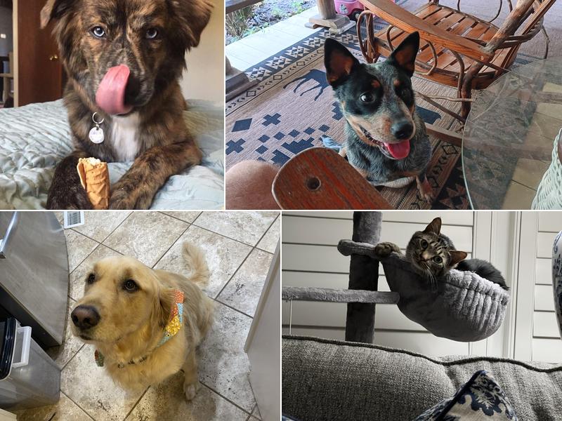 Kennesaw Mountain Veterinary Services