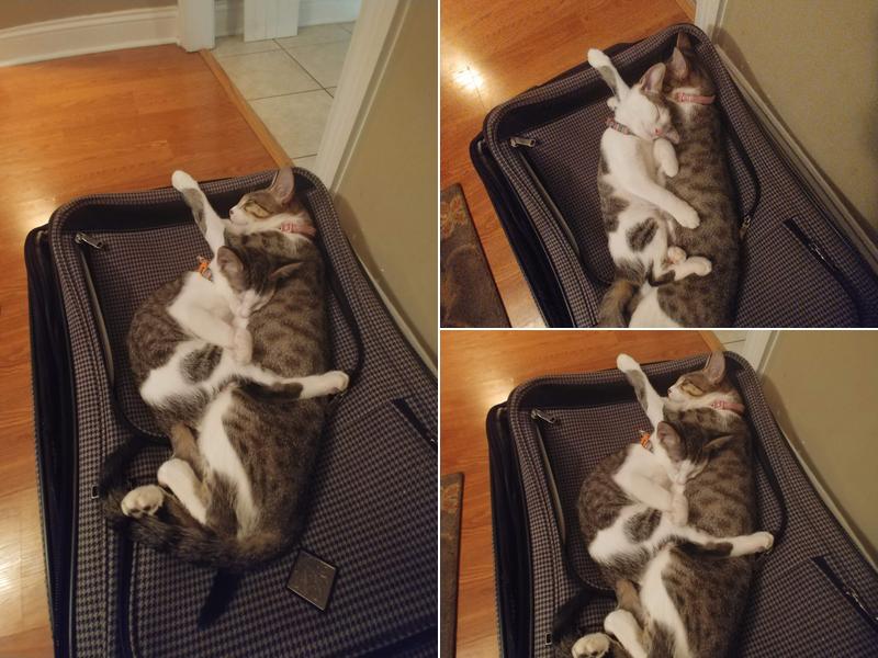 Lake Park Veterinary Clinic: Hiers Meg DVM