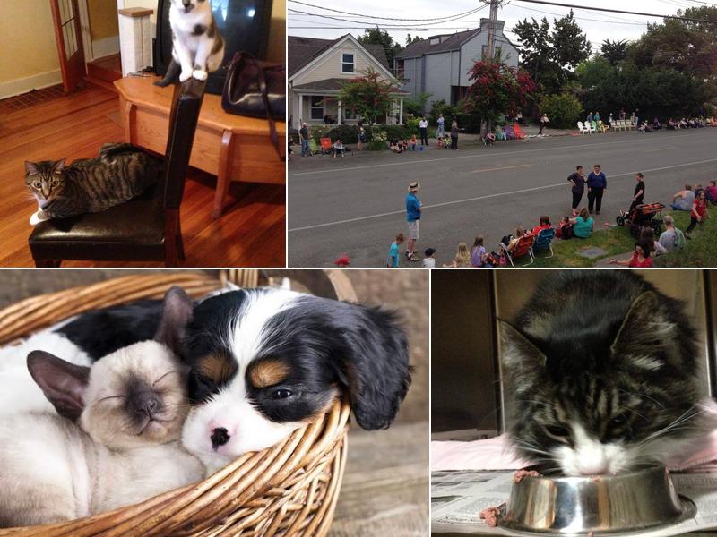 Veterinary Centers: Sherwood H J DVM