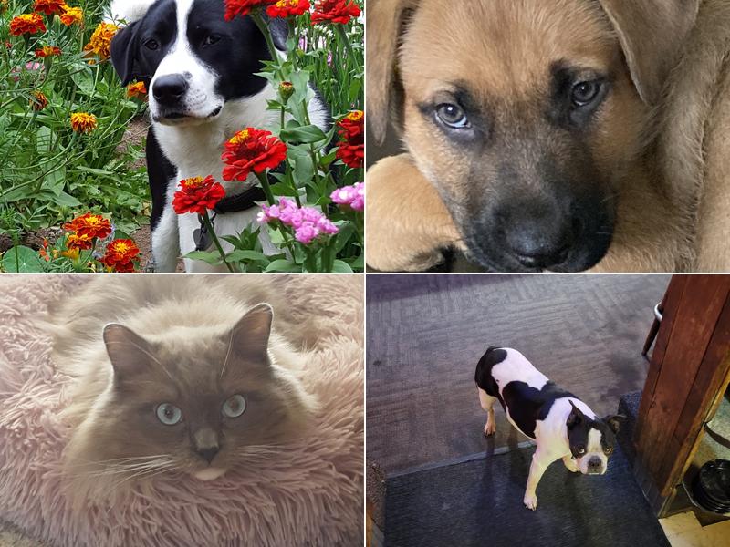 Vesta Creek Veterinary Services