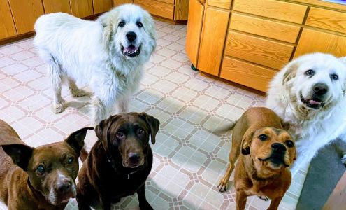 Ocean Shores Animal Hospital 800 Ocean Shores Blvd NW, Ocean Shores Washington 98569