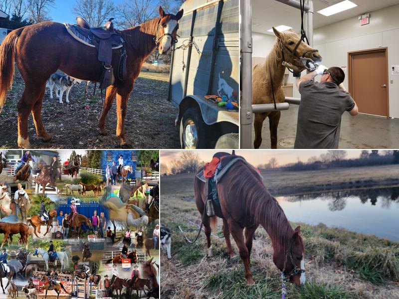 Nebraska Equine Veterinary Clinic