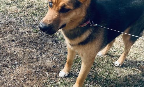 Paws & Claws Animal Clinic Shady Spring