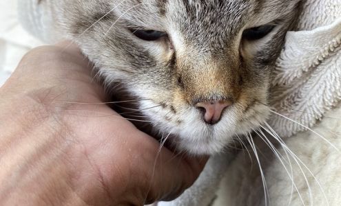 Boise Cat Clinic: Roller Robin R DVM