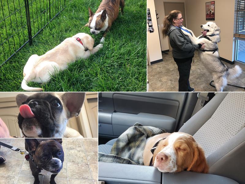 Woodington Veterinary