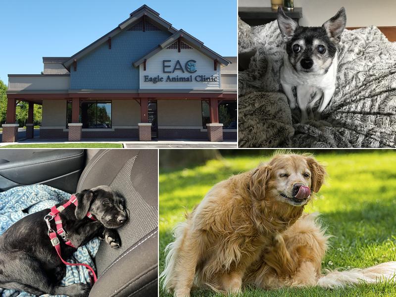 Eagle Animal Clinic
