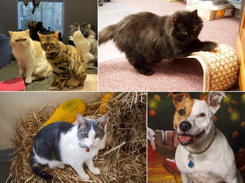 West Olympia Pet Hospital