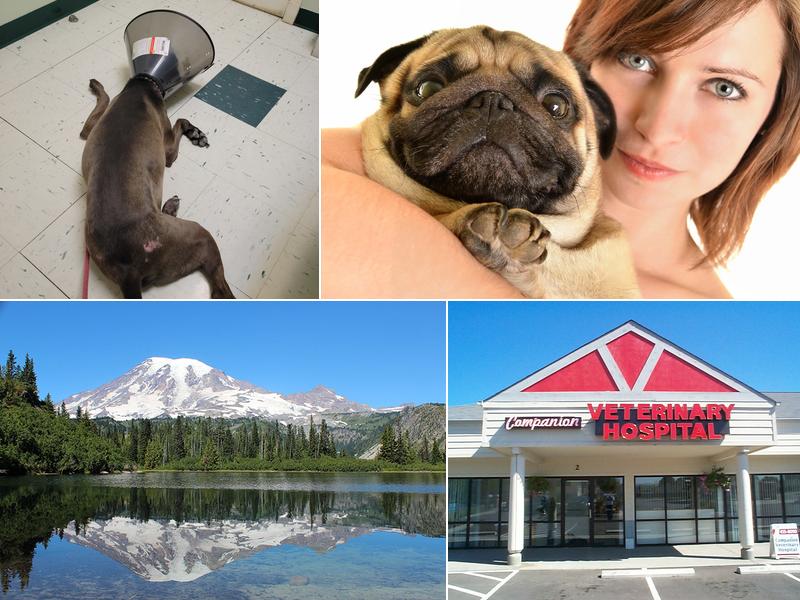 Companion Veterinary Hospital