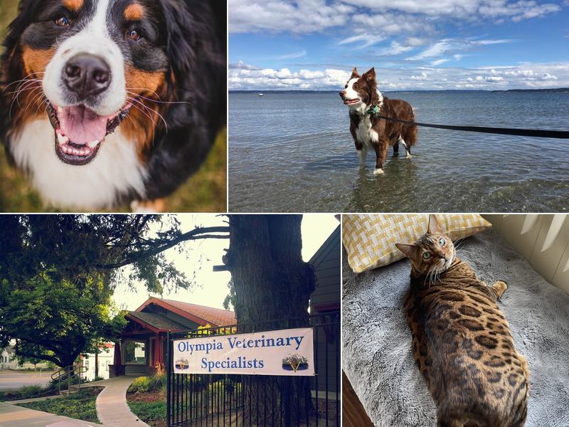 Olympia Veterinary Specialists Oncology