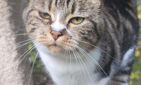 Millar Gregory C DVM