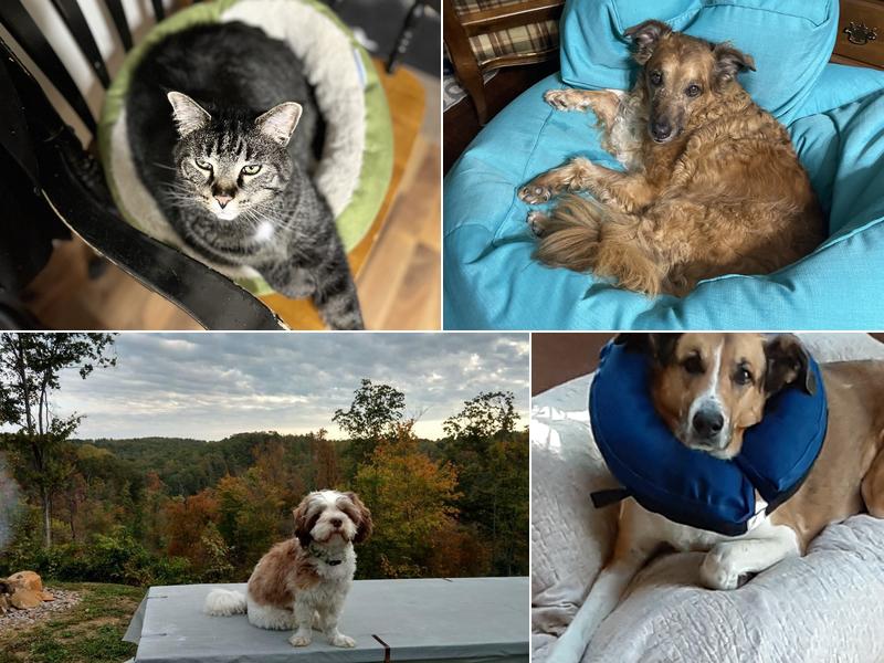 Metz Petz Veterinary Clinic Shawnee