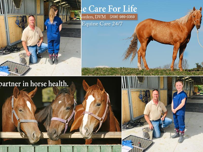 Borders Equine Clinic