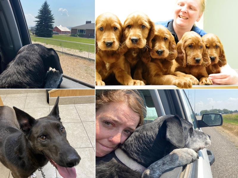 Sunnyside Veterinary Clinic