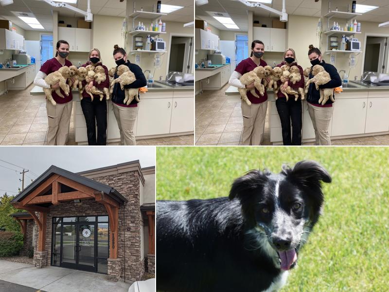 Ammon Veterinary Hospital