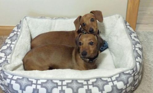 Goodrich Veterinary Clinic