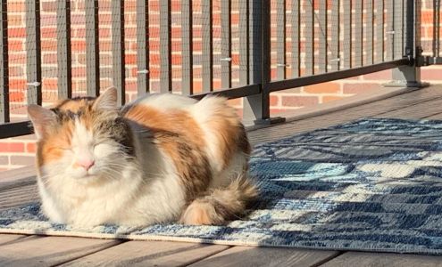 All About Pets Veterinary Center