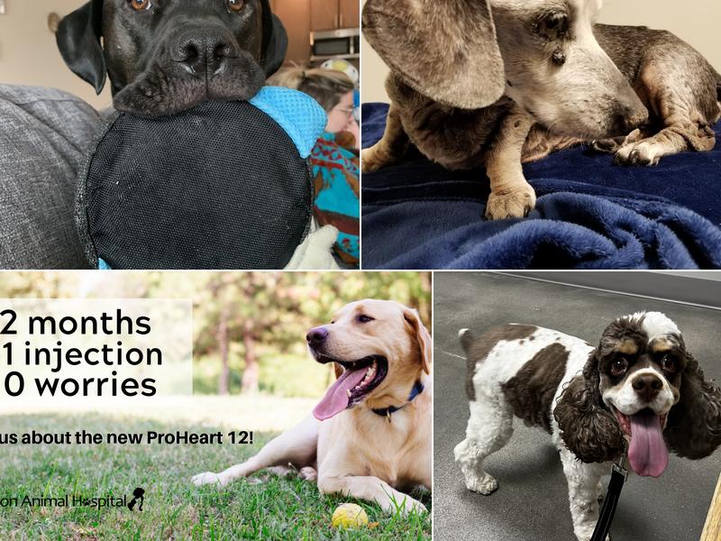 Papillion Animal Hospital