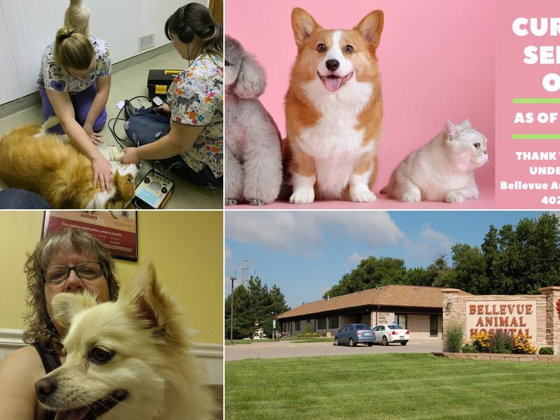 Bellevue Animal Hospital PC