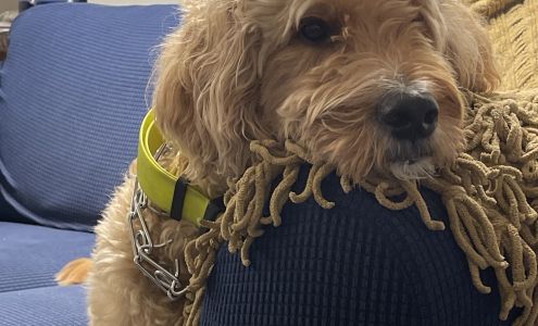 Prairie State Veterinary Clinic, A Thrive Pet Healthcare Partner Orland Park