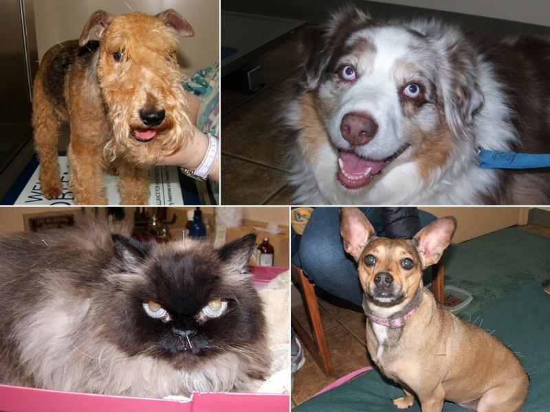 Fox Ridge Veterinary Clinic