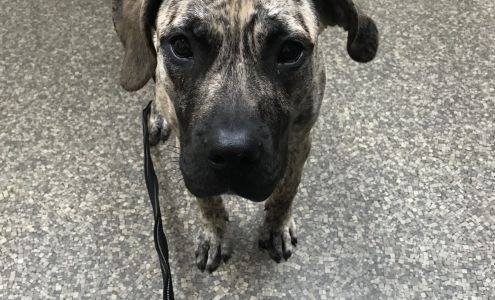 Beloit Animal Hospital 1645 Blackhawk Blvd, South Beloit Illinois 61080