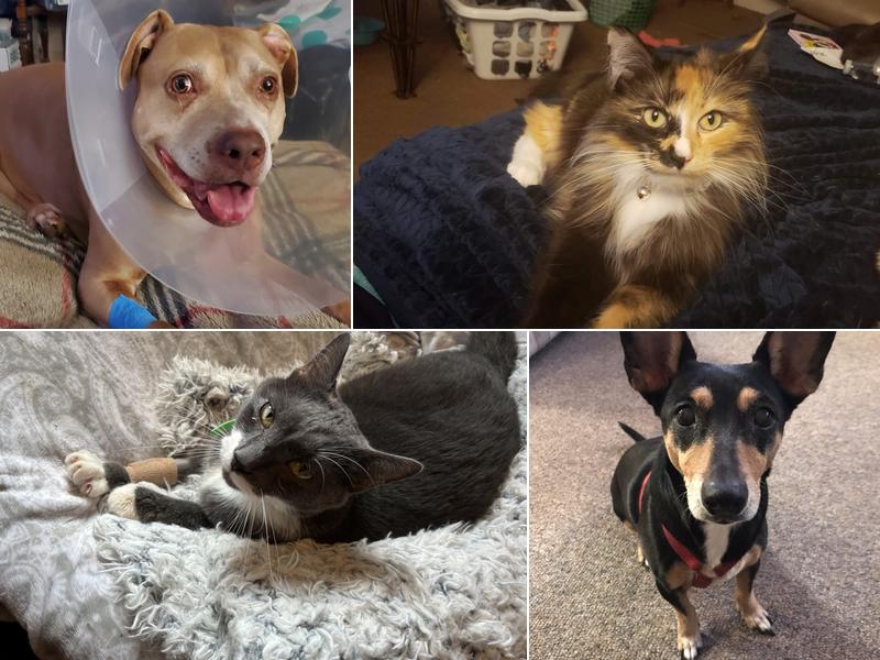 West Central Ohio Veterinary