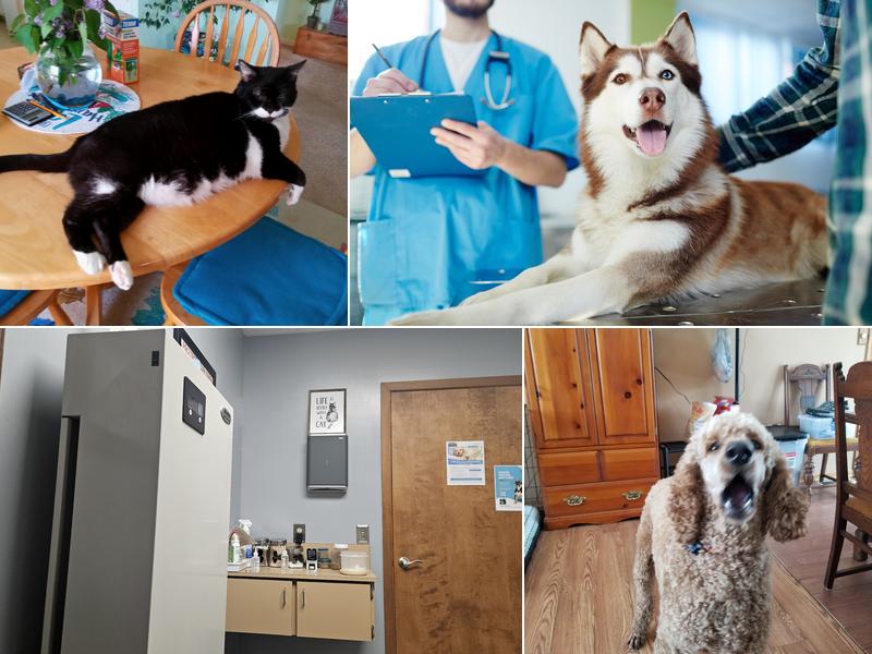 Shawnee Veterinary Hospital