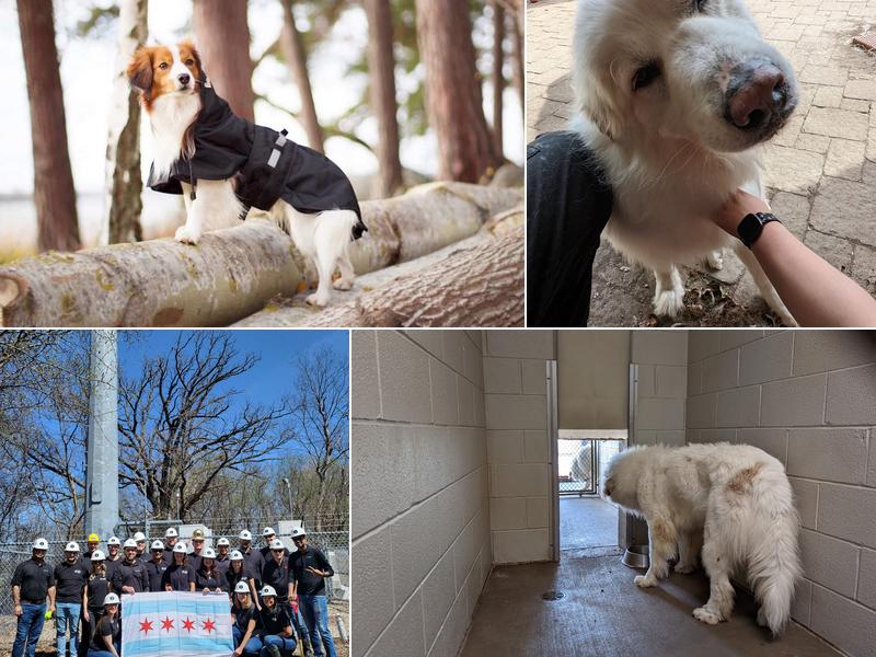 The Animal Hospital Of Gurnee, P.C.