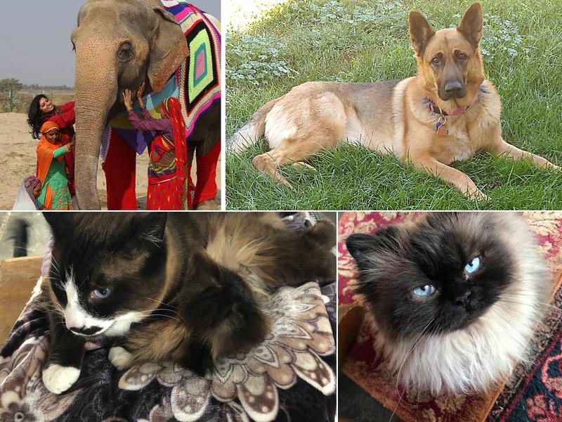 Naches Veterinary Service