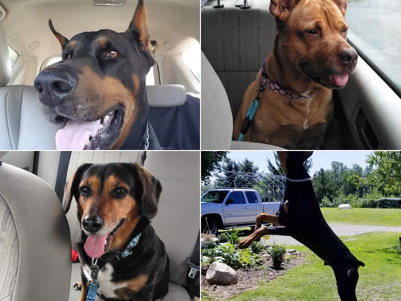 Kantzer Veterinary Clinic