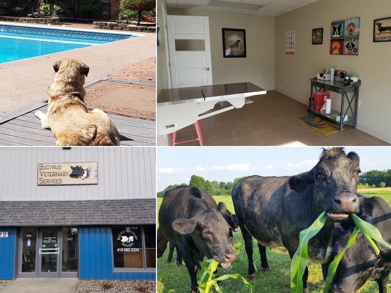 Erica Schieber, DVM at Bucyrus Veterinary Services