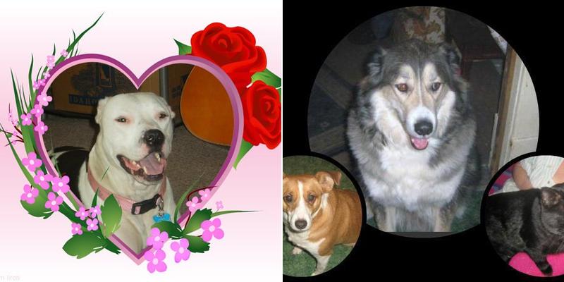 Meadows Veterinary Clinic: Williams Kristy K DVM