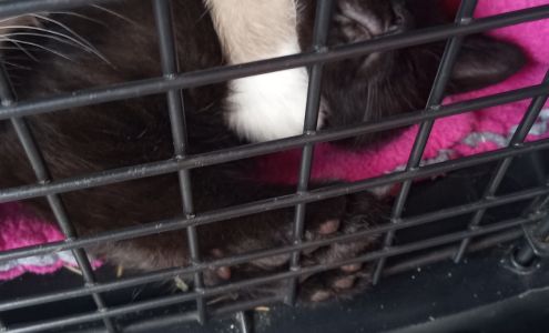 TimberTrails Low Cost Veterinary Services 8459 Old Hwy 13, Murphysboro Illinois 62966