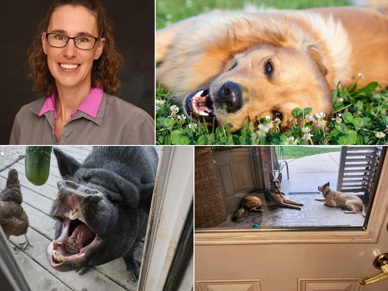 Peoria Area Veterinary Group of Dunlap