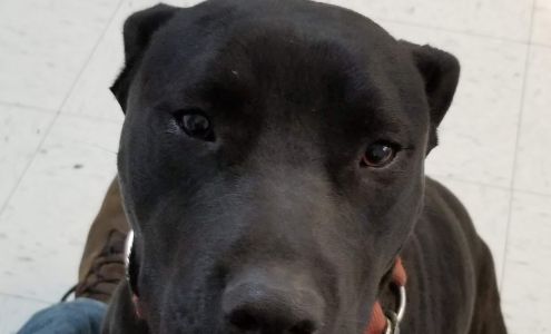 Franklin County Animal Hospital West Frankfort