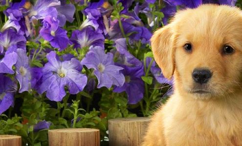 Brewer Animal Hospital