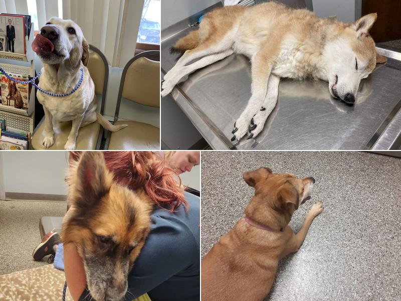 Chatham Veterinary Clinic