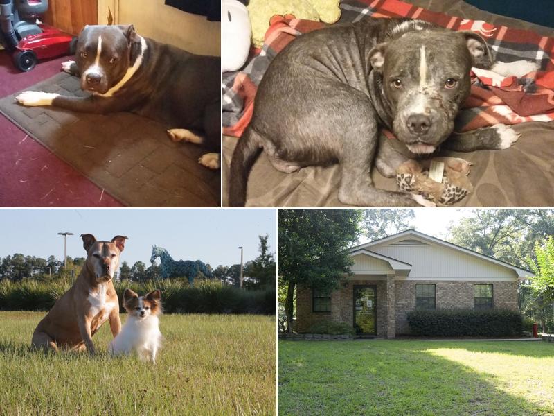 Animal Medical Center