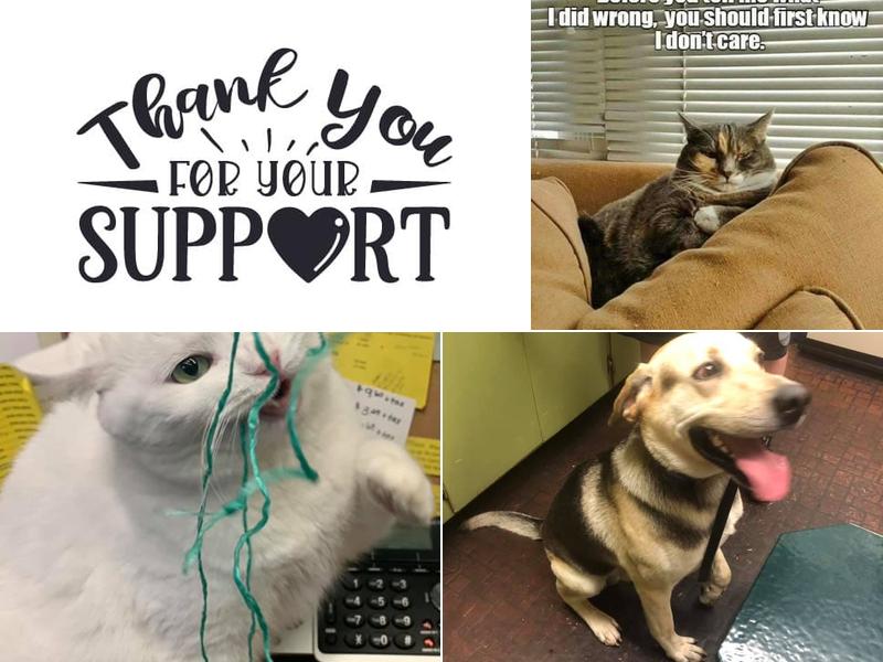 Du Quoin Veterinary Clinic: David Murdach DVM