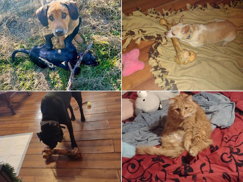 St Francis Animal Hospital