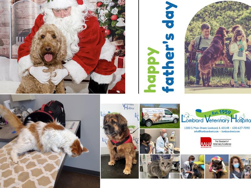 Lombard Veterinary Hospital