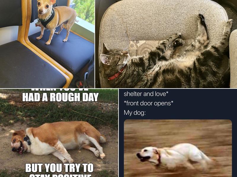 Peninsula Dog and Cat Clinic