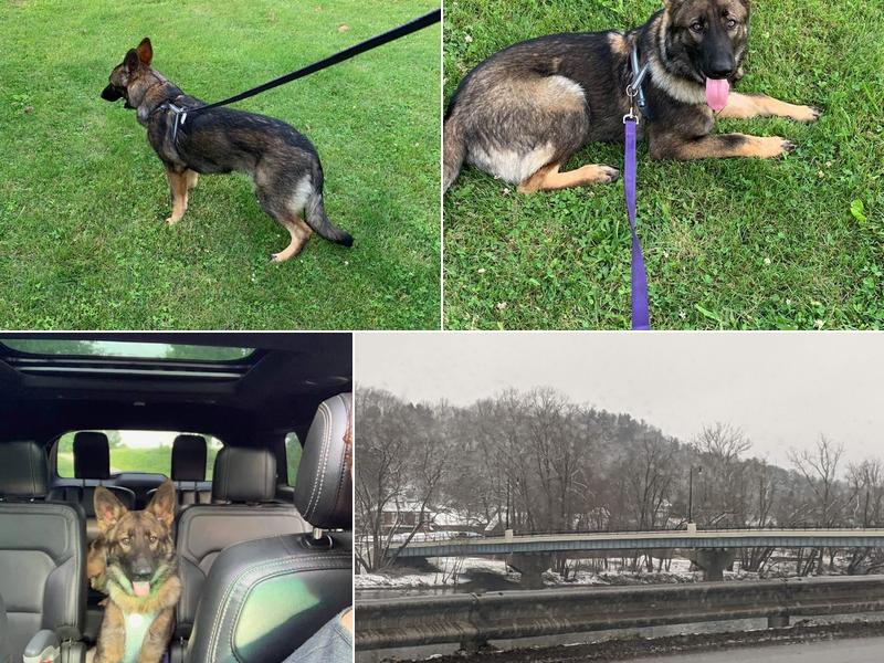 Morgan Veterinary Services