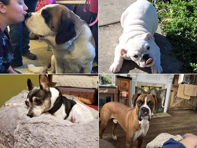 All About the Animals Veterinary Clinic