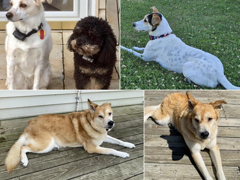 Brandywine Hospital For Pets