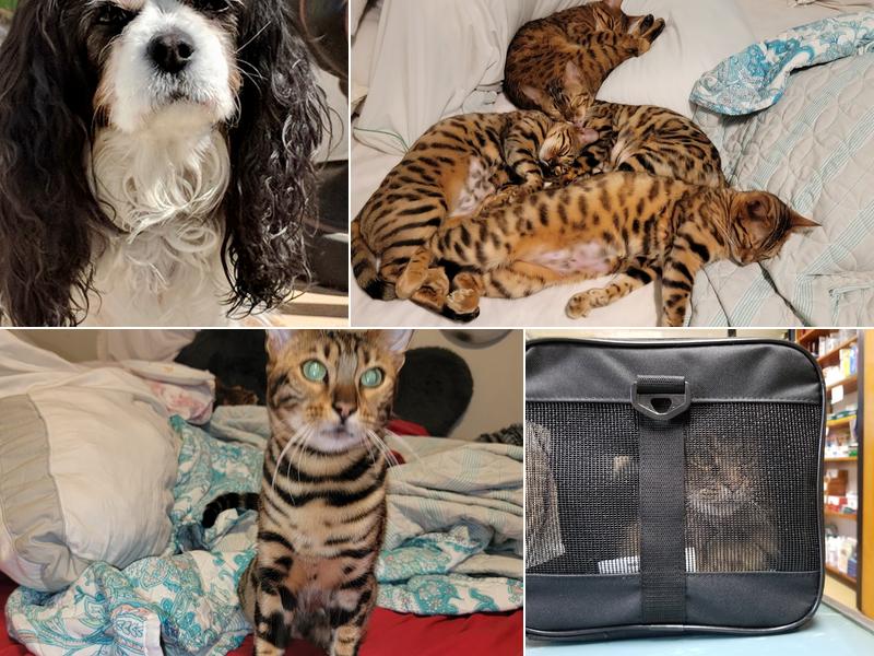 Claremont Veterinary Clinic